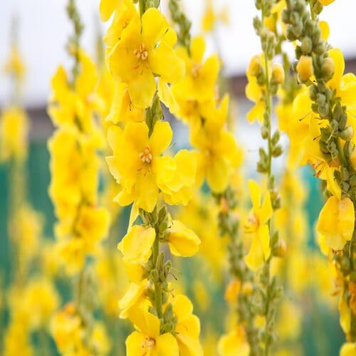 Gelbe Königskerze (Verbascum Thapsus) Blumensamen – Alte Sorte, gentechnikfrei, Bio-Gartensamen