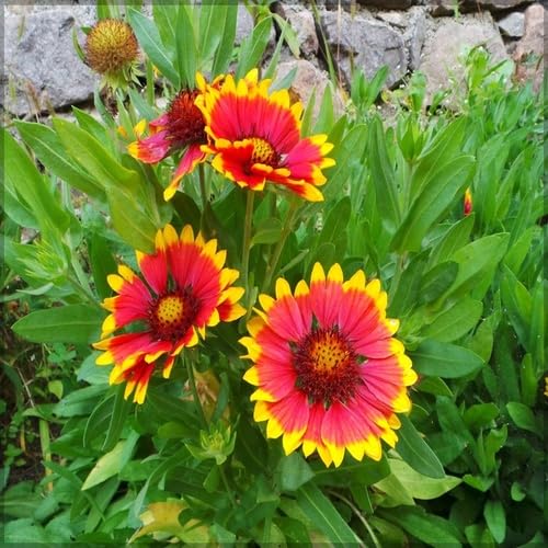 Red Yellow Gaillardia Flower Seeds – Heirloom Non-GMO High Germination Organic Garden Seeds for Planting