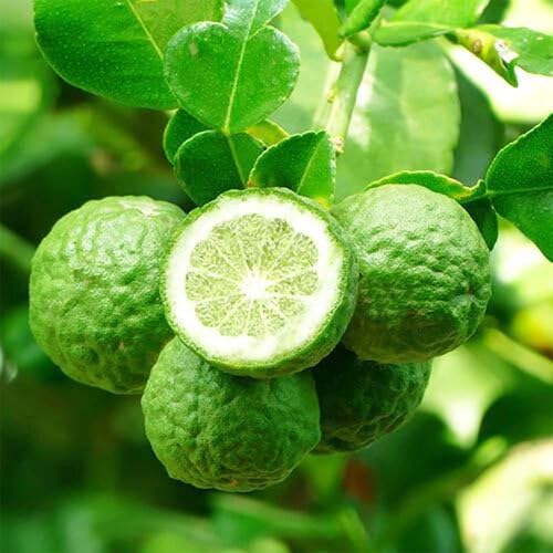 Green Bergamot Seeds Heirloom Non-GMO High Germination Organic Garden Seeds for Planting