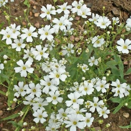 Gypsophila Flower Seeds – Heirloom, Non-GMO, High Germination Organic Garden Seeds for Planting