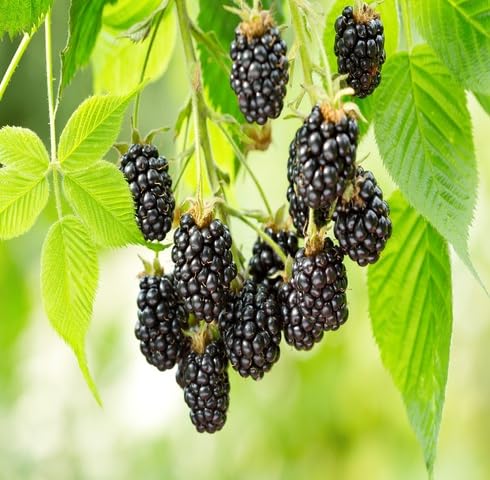 Blackberry Fruit Seeds – Heirloom, Non-GMO, High Germination Organic Garden Seeds