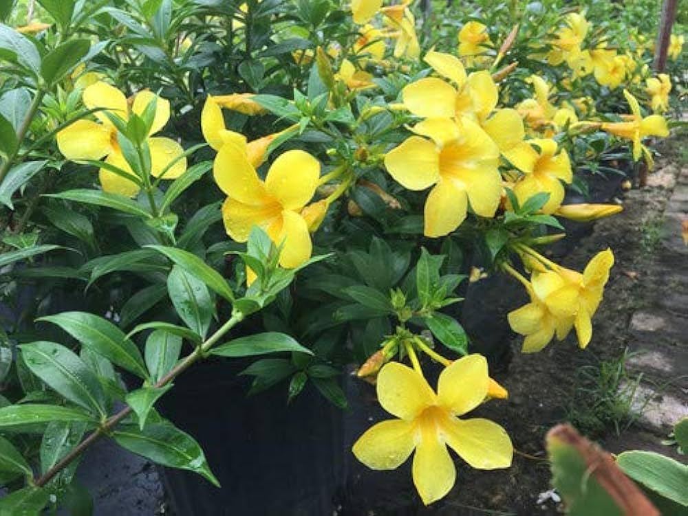 golden yellow flower seeds
