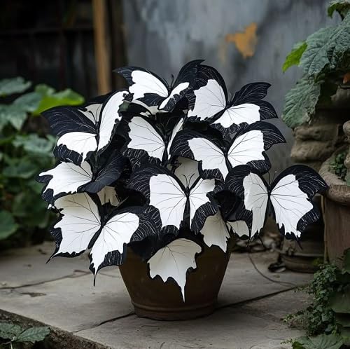 Semillas de Flores de Coleo Blancas Negras – Semillas Orgánicas de Jardín de Alta Germinación, No-GMO, de Polinización Abierta para Sembrar
