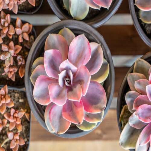 perennialsucculentpinkheirloomnongmo flower seeds
