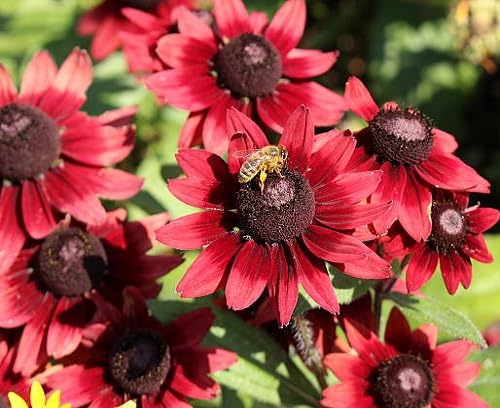 red rudbeckia flower heirloom non-gmo seeds