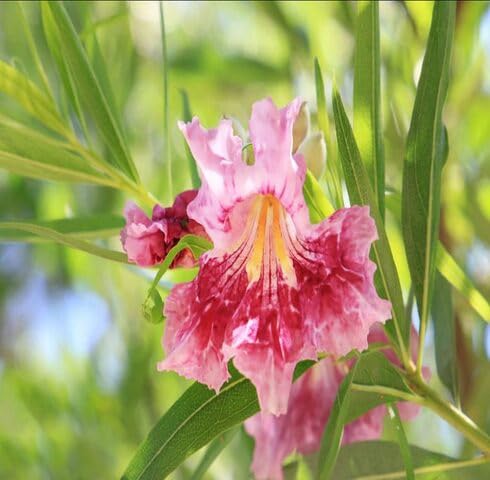 Pink Chilopsis Flower Seeds Heirloom Non-GMO High Germination Organic Garden Seeds for Planting