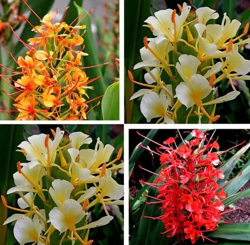 Mixed Hedychium Flower Seeds – Heirloom, Non-GMO, High Germination Seeds