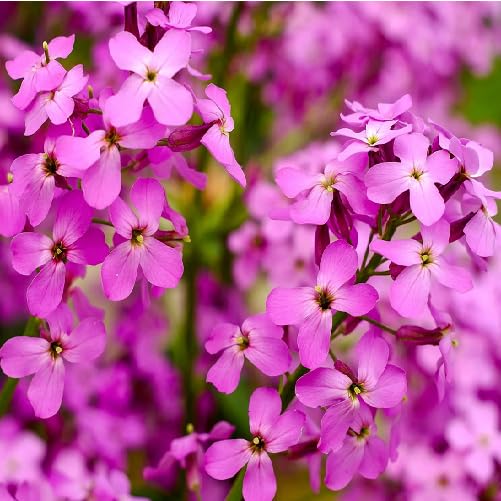 Semillas de Flores Hesperis Rosadas – Orgánicas, de Polinización Abierta, Sin OGM, de Alta Germinación para Jardín