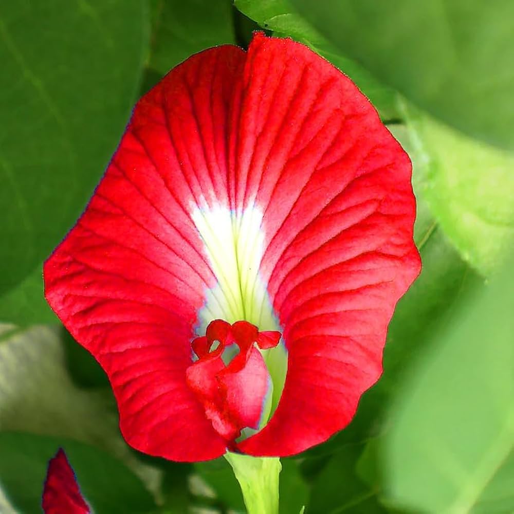 Red Baptista Flower Seeds for Planting – Heirloom Non-GMO High Germination Organic Seeds