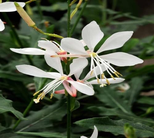 White Lindheimeri Flower Seeds Heirloom Non-GMO High Germination Organic Garden Seeds for Planting