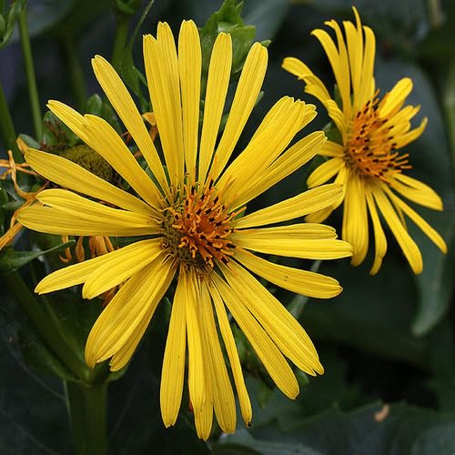 Yellow Silphium Flower Seeds Heirloom Non-GMO High Germination Organic Garden Seeds for Planting