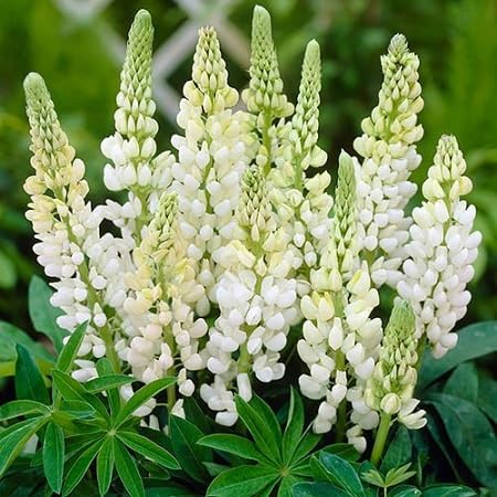 Lupini Flower Seeds White – Heirloom Non-GMO High Germination