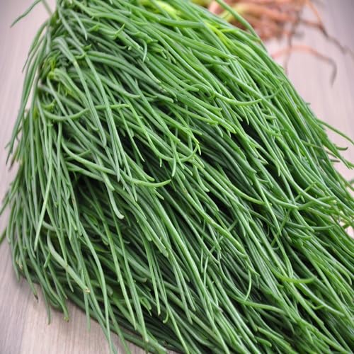Agretti Samen – Alte Sorte, Non-GMO, Keimstarke Bio-Gartensamen zur Pflanzung