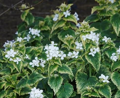 White Lunaria Annua Variegata Flower Seeds for Planting Heirloom Non-GMO High Germination Organic Garden Seeds