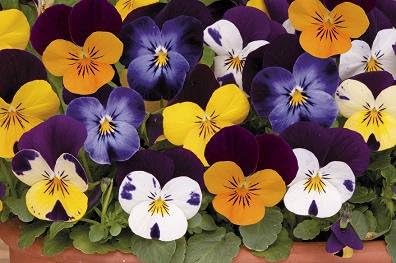 pink white flower seeds