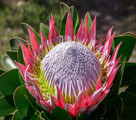 Semillas de Flor de Protea – Crianza, Sin OGM, Semillas Orgánicas de Alta Germinación para Sembrar
