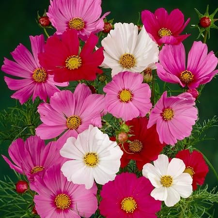 Cosmos Flower Seeds Mixed – Heirloom, Non-GMO, High Germination Seeds