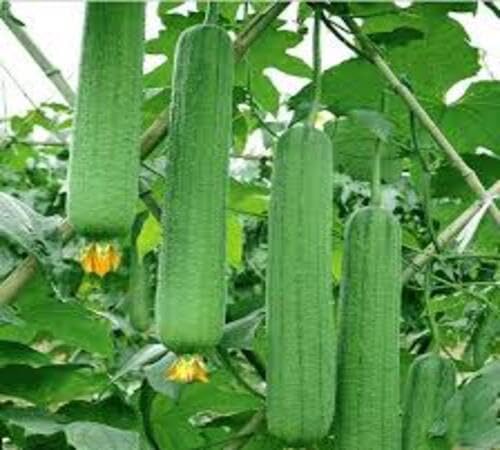 Luffa Gourd Green Seeds – Heirloom, Non-GMO, High Germination Organic Garden Seeds Planting