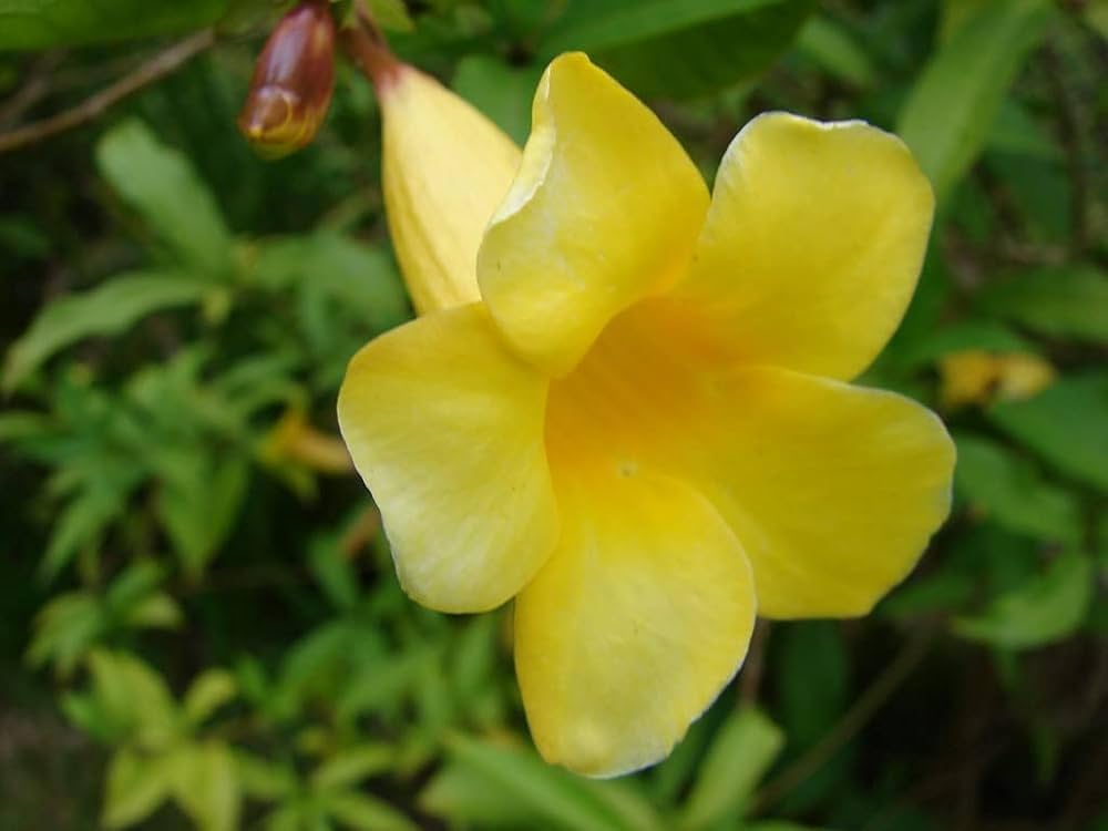 malve chater flower seeds