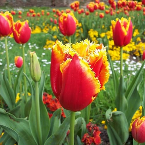 Orange Fringed Tulip Flower Seeds – Heirloom, Non-GMO, High Germination