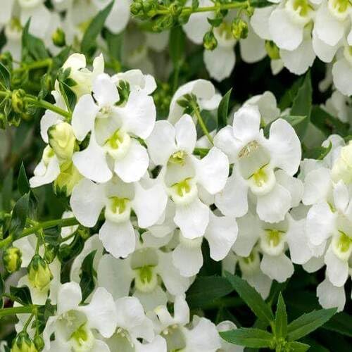 angeloniaflowerwhiteheirloomnongmo flower seeds
