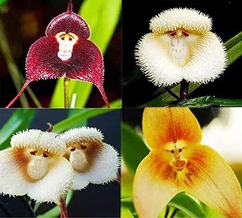 Mixed Monkey Face Orchid Flower Seeds – Heirloom Non-GMO High Germination Seeds