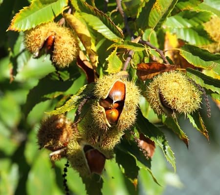 Castanea Seeds Yellow Heirloom Non-GMO High Germination Organic Garden Seeds for Planting