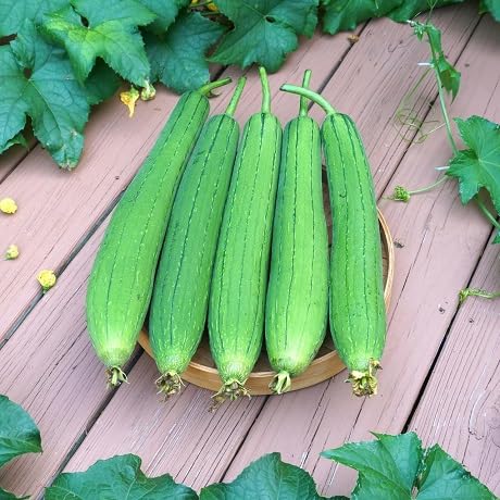 Luffa Gourd Green Seeds – Heirloom, Non-GMO, High Germination Organic Garden Seeds Planting