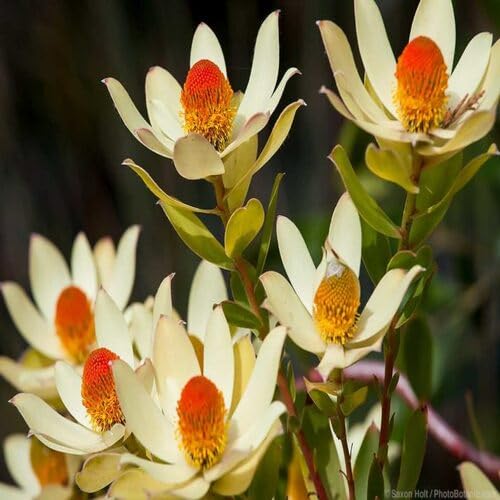 redyellowleucadendronflowerheirloomnongmo flower seeds