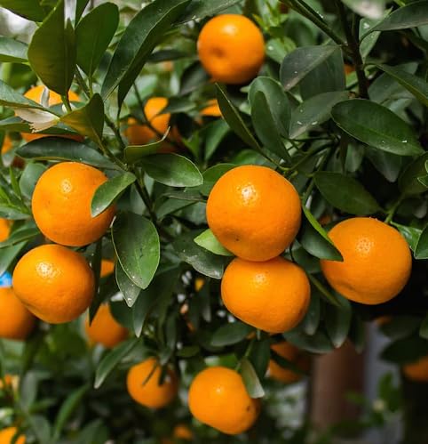 Orange Clementine Seeds for Planting – Heirloom Non-GMO High Germination Organic Garden Seeds