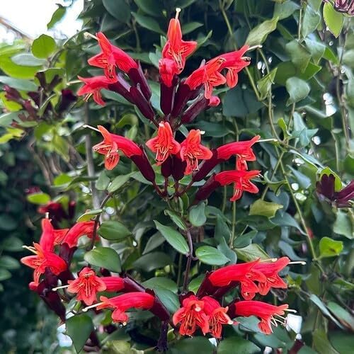 Red Aeschynanthus Radicans Flower Seeds – Heirloom, Non-GMO, High Germination Organic Garden Seeds for Planting