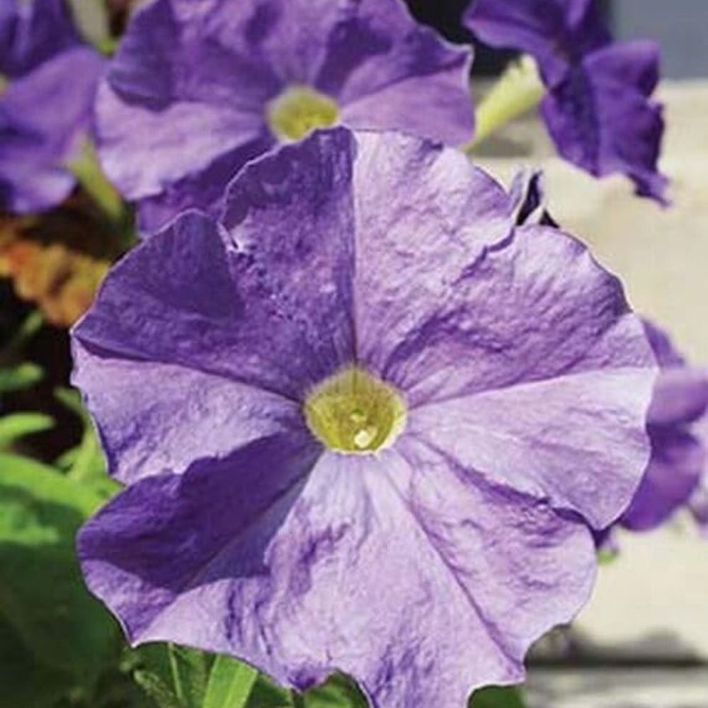 blue evening flower seeds