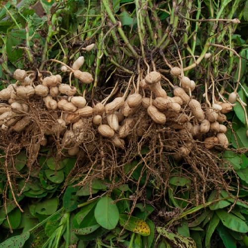 Green Peanut herb seeds