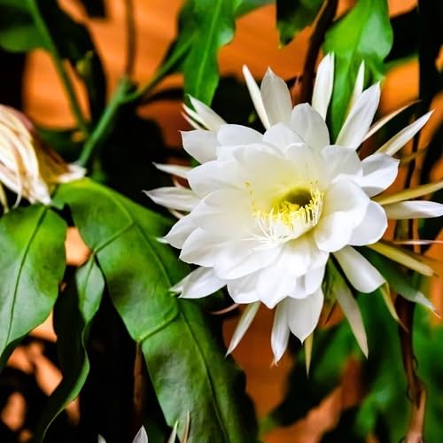 White Epiphyllum Oxypetalum Flowers Seeds – Heirloom, Non-GMO, High Germination Organic Garden Seeds for Planting