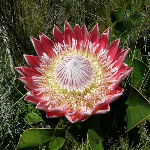 Protea Flower Seeds Red Heirloom Non-GMO High Germination Organic Garden Seeds for Planting