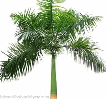 greenpalmheirloomnongmo flower seeds