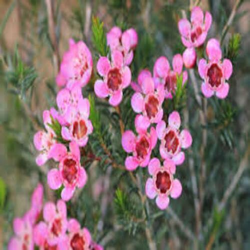 Pink Geraldton Wax Flower Seeds – Heirloom Non-GMO High Germination Organic Garden Seeds for Planting
