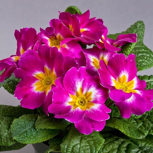 Purple Primrose Flower Seeds Heirloom Non-GMO High Germination Organic Garden Seeds for Planting