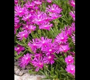purpleiceheirloomnongmo flower seeds