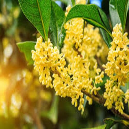 osmanthus flower heirloom non-gmo seeds