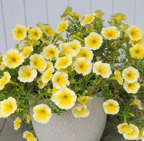 Yellow White Petunia Flower Seeds for Planting | Heirloom Non-GMO Organic