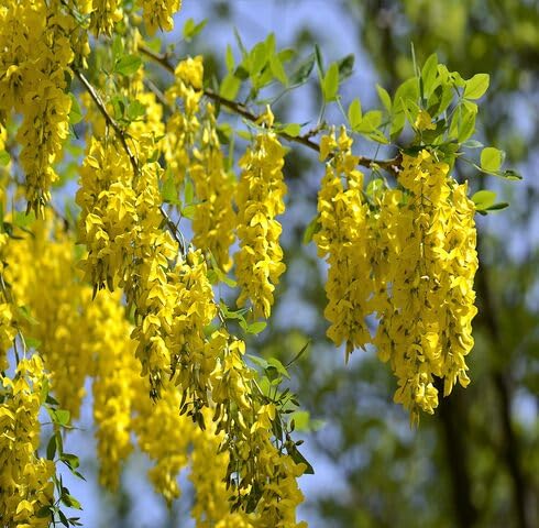 Yellow Laburnum Flower Seeds – Heirloom Non-GMO High Germination Organic Seeds