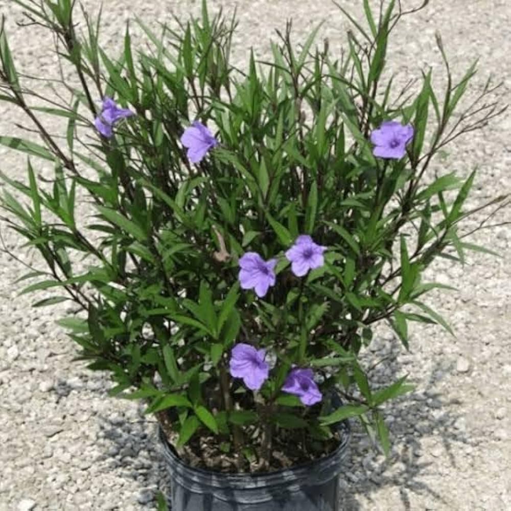 mexican petunia flower seeds