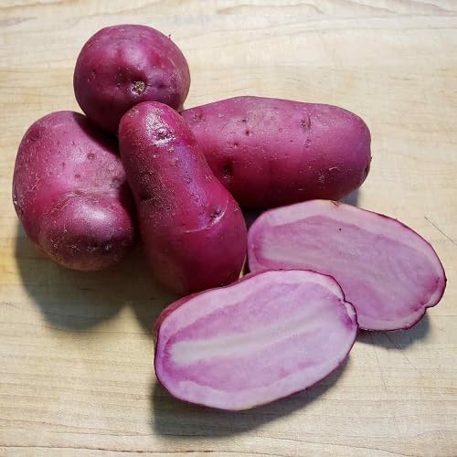 Potato Purple Seeds – Heirloom, Non-GMO, High Germination Organic Garden Seeds Planting