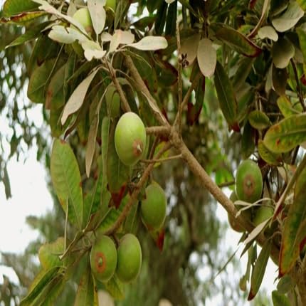 Lucuma Seeds – Heirloom, Non-GMO, High Germination Organic Garden Seeds
