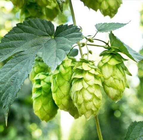 green humulus flower seeds