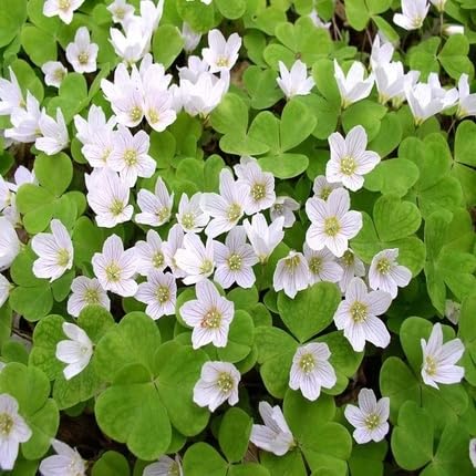 Sorrel Flower Seeds for Planting – Heirloom, Non-GMO, High Germination Organic Garden Seeds