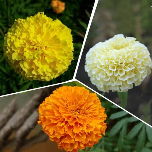 Marigold Flower Seeds – Heirloom, Non-GMO, High Germination Organic Garden Seeds for Planting