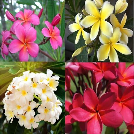 mixed plumeria flower seeds