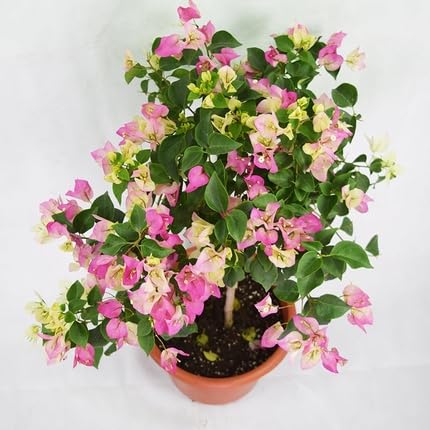 Semillas de flor de buganvilla rosa y amarilla – Herencia, sin OGM, semillas de jardín orgánicas de alta germinación para plantar